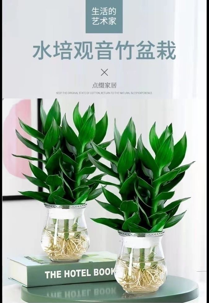 水培观音竹四季常青 绿植环保室内清新净化空气盆栽吸甲醛防辐射 白色观音竹3支+瓶