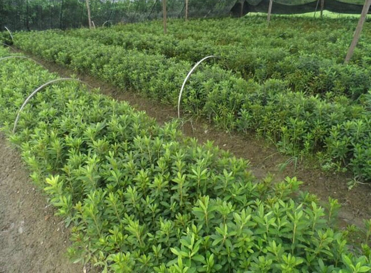 四季常青耐寒绿篱笆围墙植物大叶北海道法国冬青黄杨庭院花园美化其他