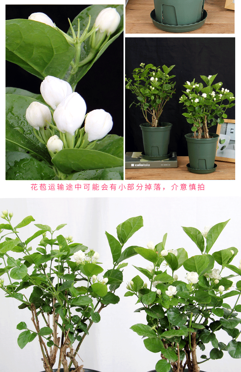 白色苗双色茉莉盆栽虎头茉莉重瓣苗室内阳台盆栽白色茉莉含1号控根盆