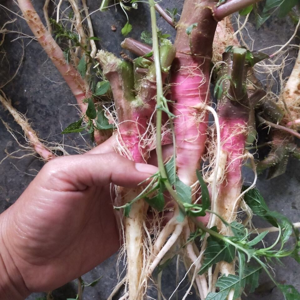 野刺苋菜头苋菜根野生汉菜新鲜红刺苋假苋菜头苋菜根汤料材料新鲜叶茎