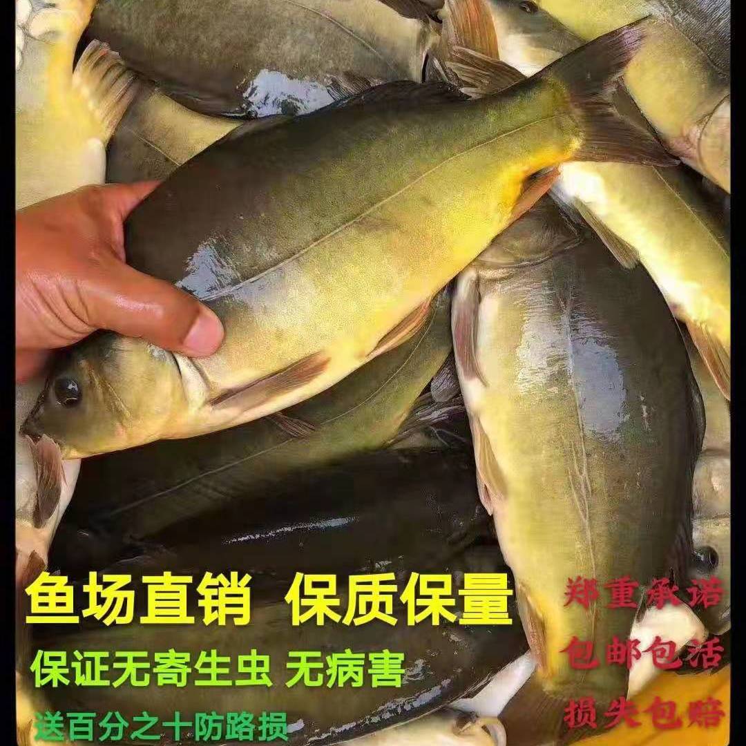 荣郁耐活好养包活特价小鱼苗本地活体稻田鱼家养鱼