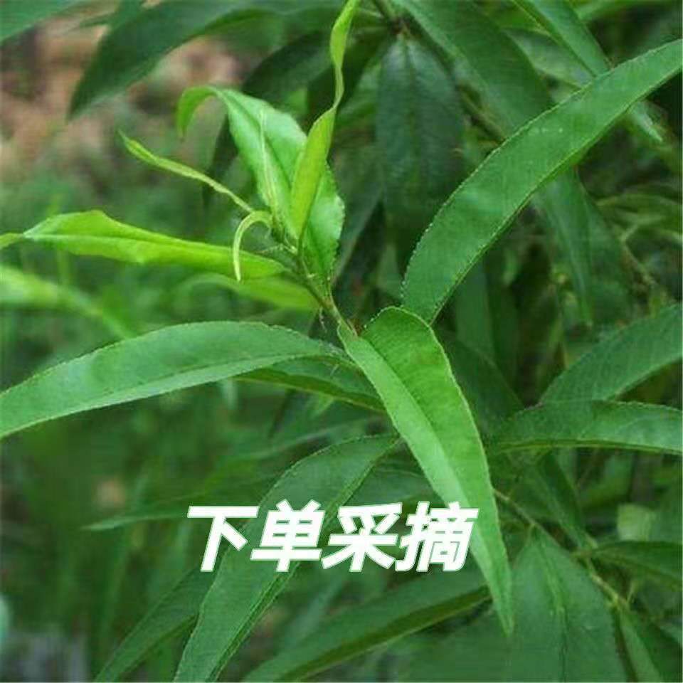 伟博新鲜现剪桃树枝条带桃树叶桃树枝尖鲜桃叶桃木带叶桃树枝条长30cm