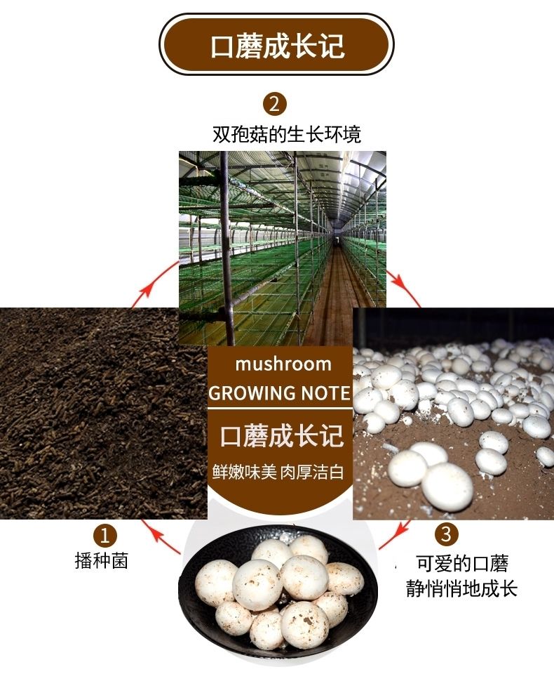 现摘口蘑新鲜口蘑白蘑菇现摘发货绿色食材双孢菇实惠4斤精选口蘑