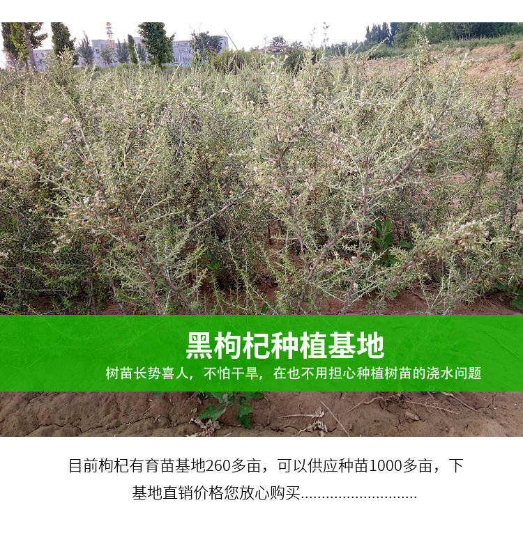 黑枸杞苗 黑枸杞树苗 黑红枸杞树苗 沙棘树苗 盆栽地栽枸杞树苗 4年