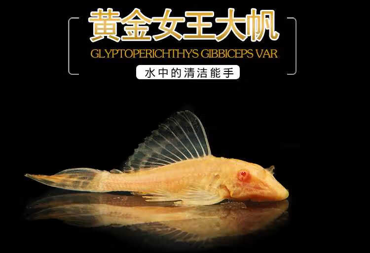黄金红眼女王大帆鱼活体异形帝王迷宫豹纹清道夫龙鱼配鱼清缸神器910