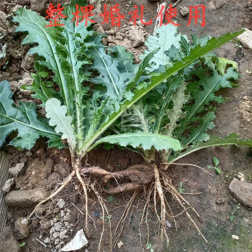 深山新鲜中草药大蓟根刺萝卜大刺盖刺儿菜纯根部整棵带叶子大蓟鲜纯