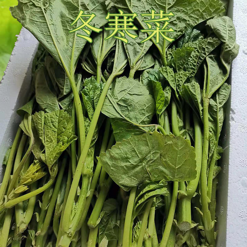 四川冬寒菜冬苋菜新鲜蔬菜马蹄菜冬汉菜现摘现发1234斤泡沫箱冬寒菜1