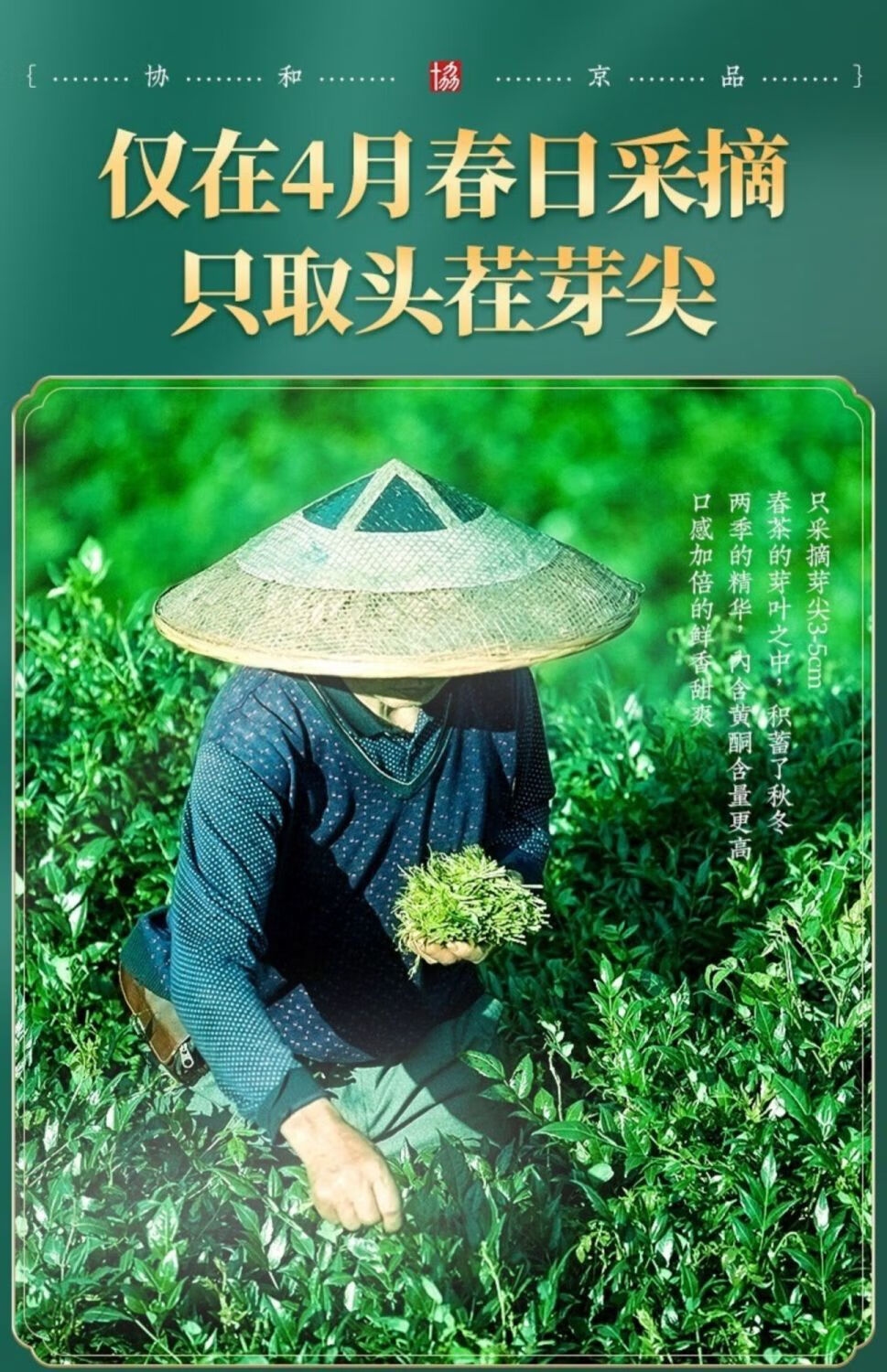 莓茶 湖南龙须芽尖土家富硒藤茶霉茶永顺 莓茶 1罐装【图片 价格 品牌