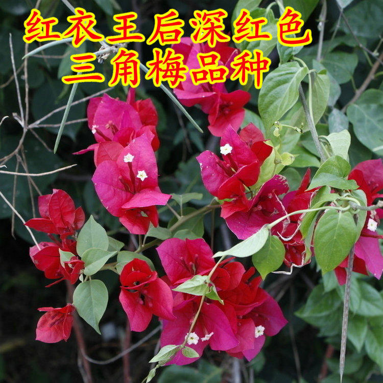 比利时三角梅盆栽树苗簕杜鹃大苗勒杜鹃苗庭院阳台别墅绿化34厘米