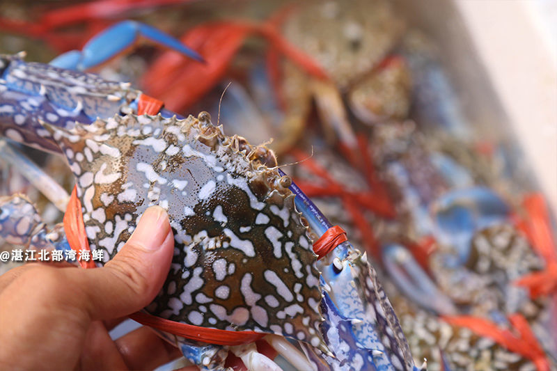 湛江鲜活兰花蟹梭子蟹鲜肥海飞蟹红膏蟹海鲜新鲜螃蟹江洪特产2斤装