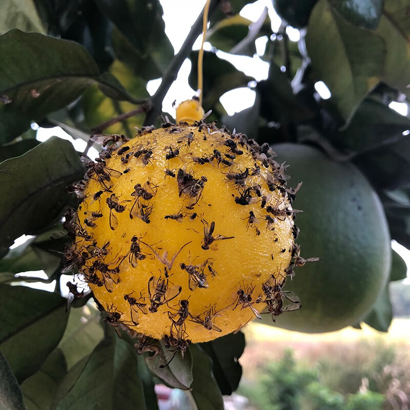 沾马蜂 贴黄蜂 果蝇诱捕器 果园灭蚊虫蜜蜂 果实蝇/针蜂【果园/柑橘用