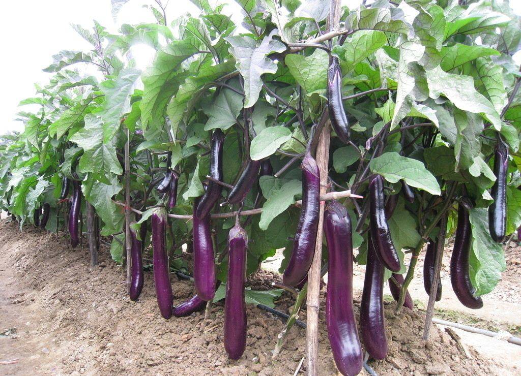 新鲜长茄子紫茄子农家自种大茄子黑嫩现摘蔬菜 精品茄子5斤装店铺推荐