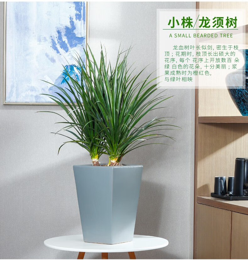 花源轩龙须树盆栽植物大客厅绿植龙血树大型植物室内办公室四季常青