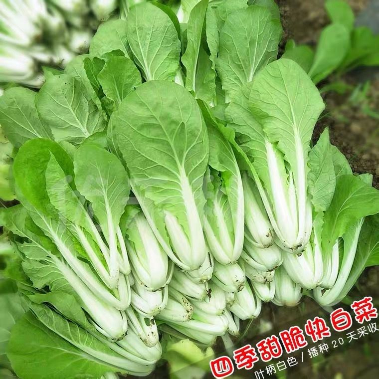 奶油小白菜种子四季蔬菜种子早熟小青菜阳台盆栽耐热速生快菜种子特级