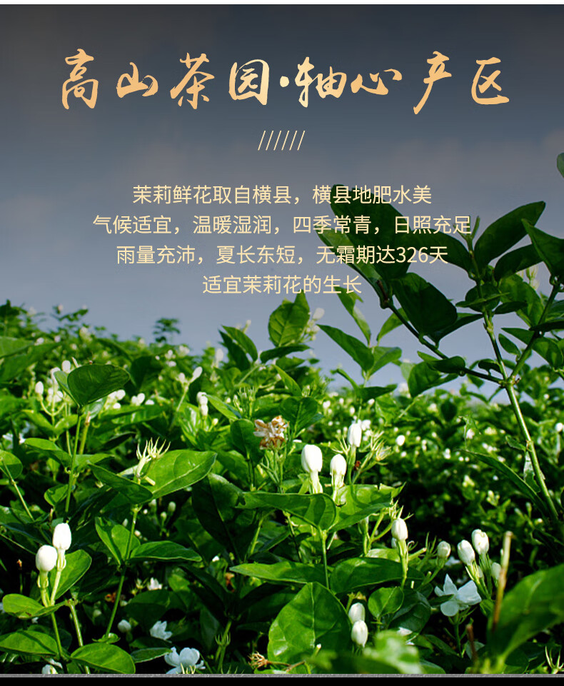 得人如魚 一罐一斤浓香茉莉花茶500克装 绿茶龙珠香珠茶叶散装花草茶叶云