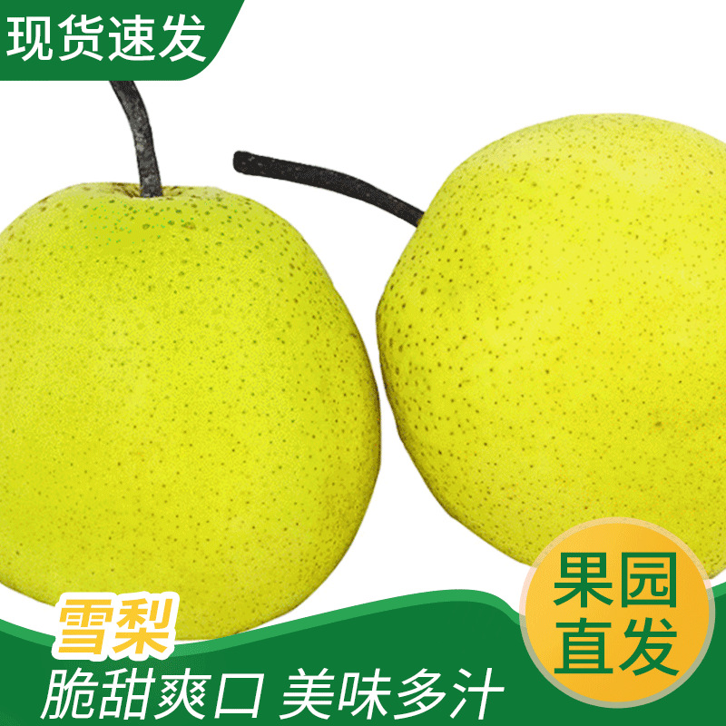 秋食恋10斤正宗雪梨河北特产子新鲜水果当季整箱贵一点好很多带箱96斤
