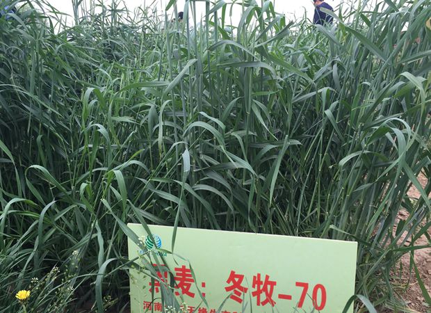 冬牧70黑麦草种子 猪牛羊兔鸡鸭鹅 冬牧草 宽叶高产牧草 鱼草种籽 500