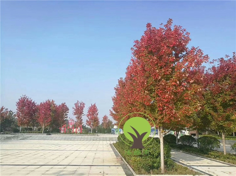 美国红枫树苗红点秋火焰红枫树苗庭院植物行道树绿化