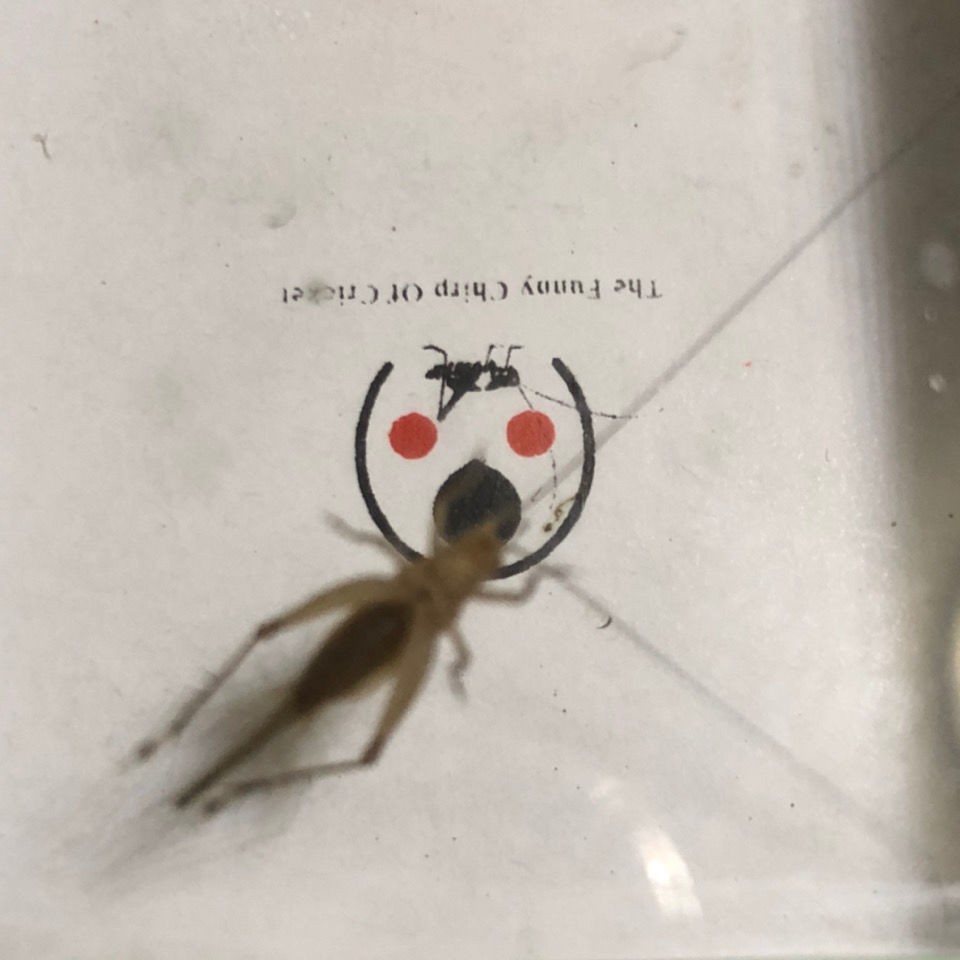 伟博大黄蛉活体春节大黄蛉包活新虫包活保叫大黄蛉 小黄蛉【图片 价格