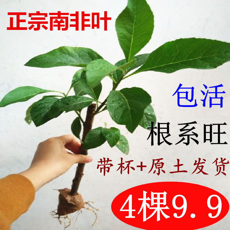 正宗南非叶苗种树苗包成活斑鸠将军叶阳台盆栽四季室内庭院绿种植 15