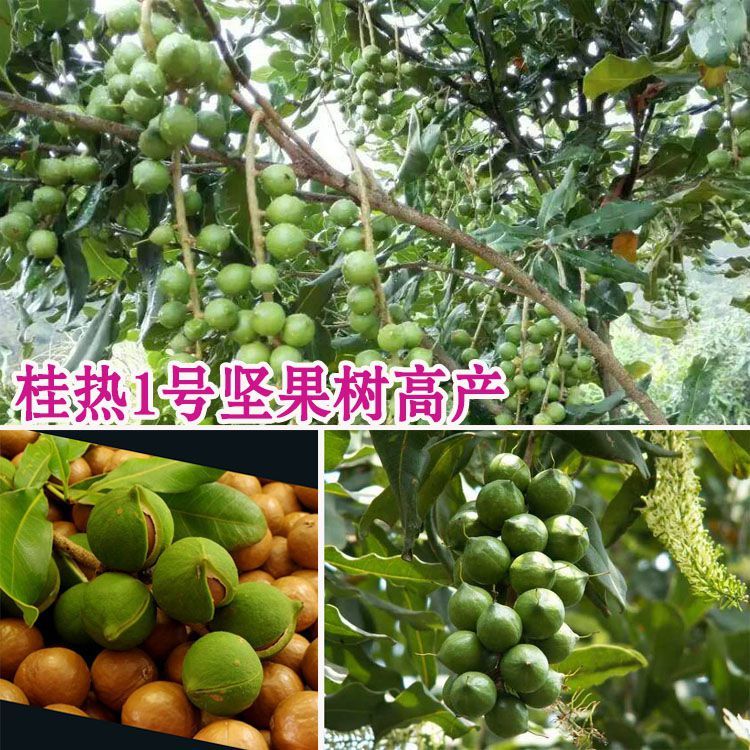 溢睬莲澳洲坚果树苗坚果苗坚果小苗夏威夷果树苗南方北方种植当年结果