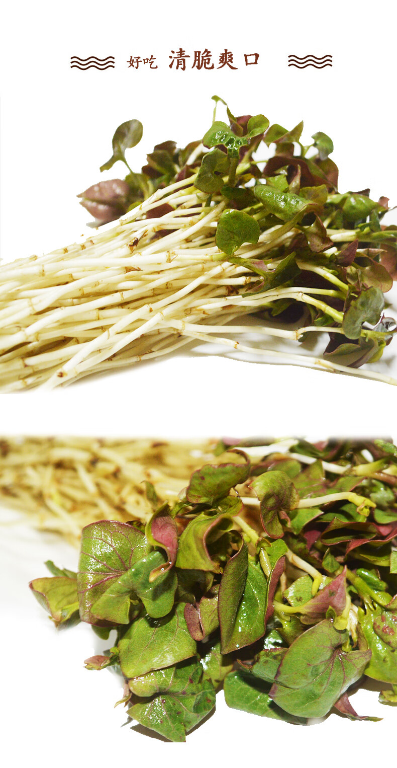 莘县馆新鲜鱼腥草折耳根嫩芽带根约2kg