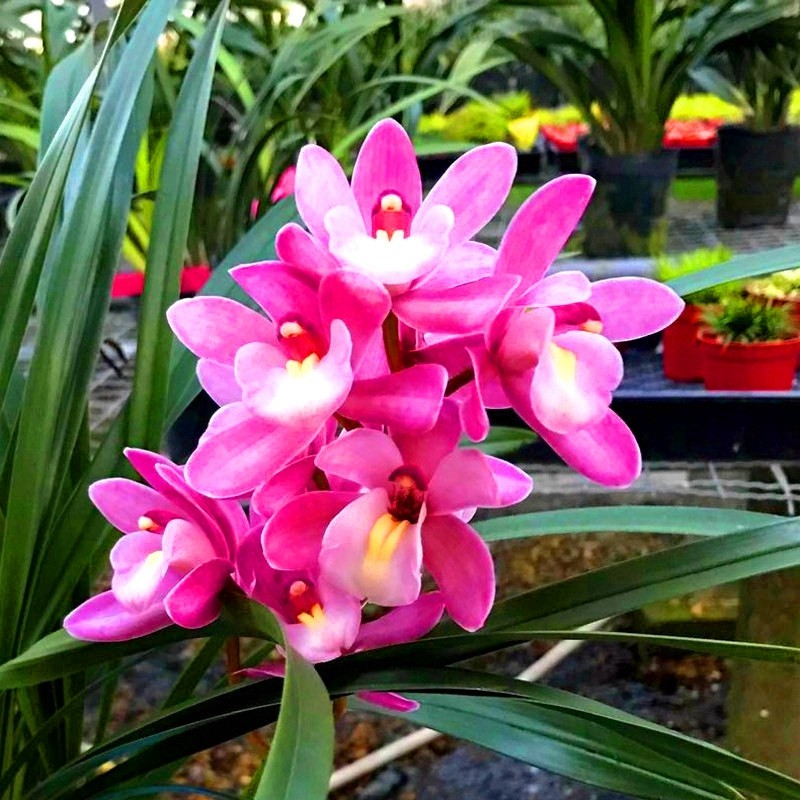 红贵妃红香妃红将军金荷兰花建兰四季兰 室内盆栽名贵矮种植物经典素心观音素荷瓣形