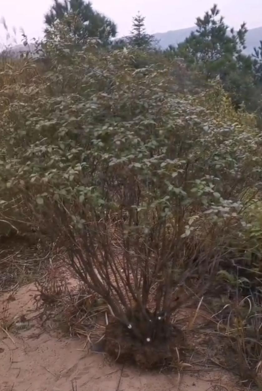 稀有黄花杜鹃映山红开花结果灌木老桩阳台庭院盆栽地栽绿植花卉栽绿植