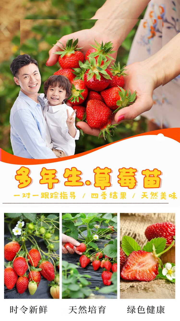 草莓苗奶油草莓苗四季盆栽食用红颜苗带花苞阳台花卉绿植种植 5颗草莓+2个盆+土