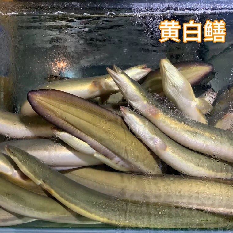 鲜活鳗鱼黄白鳝花鳝鱼淡水鱼河水产鲜活体发货1150克淡水也生一条