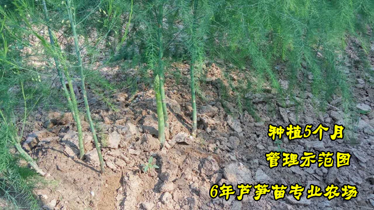 槿骁天诺芦笋苗种苗紫色芦笋种子苗四季多年生绿植苗阳台盆栽蔬菜苗1
