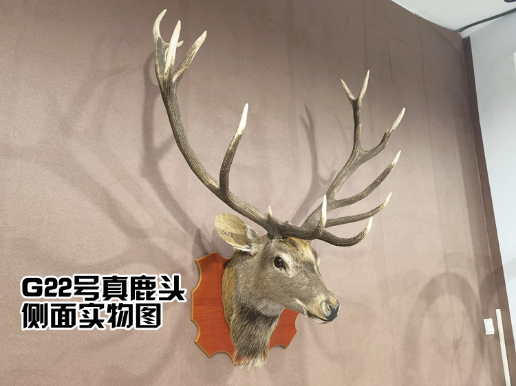 壁挂欧洲马鹿头真鹿头真皮真角马鹿头标本头壁挂墙壁装饰挂件鹿头大
