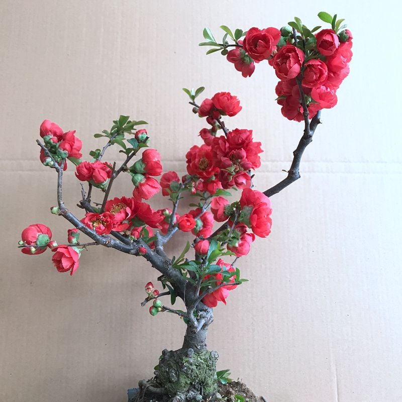 长寿冠海棠盆栽盆景梅花树桩重瓣红花海棠花红梅树苗耐寒植物 12年垂
