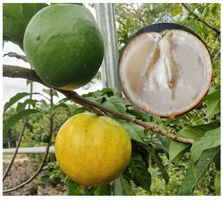 黄晶果苗台湾新品种黄金果苗南北种植四季结果盆栽地栽 果树果苗 台湾
