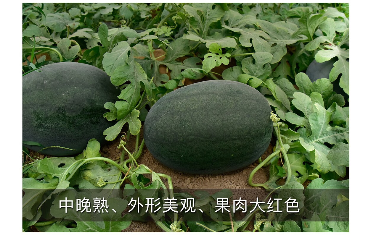 中科茂华 蔬菜瓜果种子 非洲黑霸王西瓜种子 黑皮红瓤