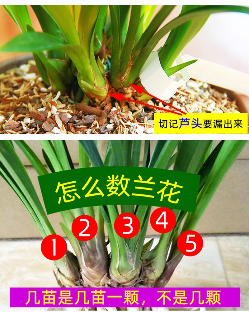 绿丝绦兰花盆栽四季常青室内植物花卉绿植兰草兰花苗鲜花紫月荷兰花5