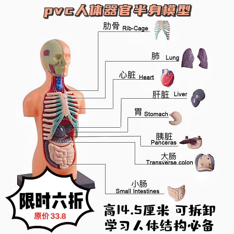 人体器官玩具人体骨架模型内脏模型仿真可拆卸医学教具科教类玩具14cm