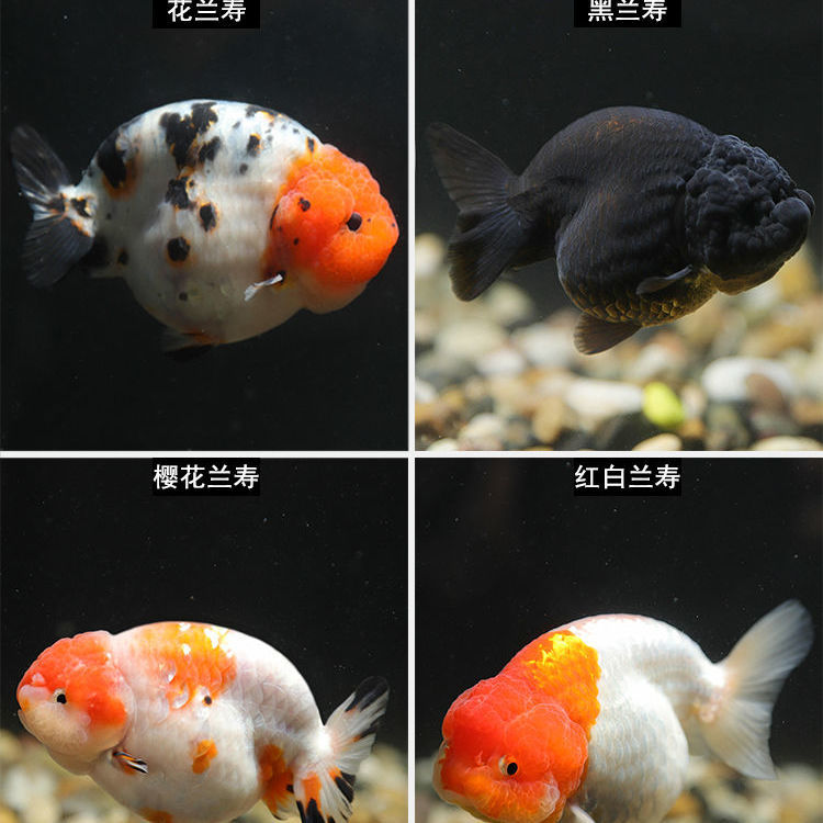 兰寿鱼苗好养耐活宠物淡水大中小型鱼苗招财蝶尾金鱼活体45cm兰寿1条