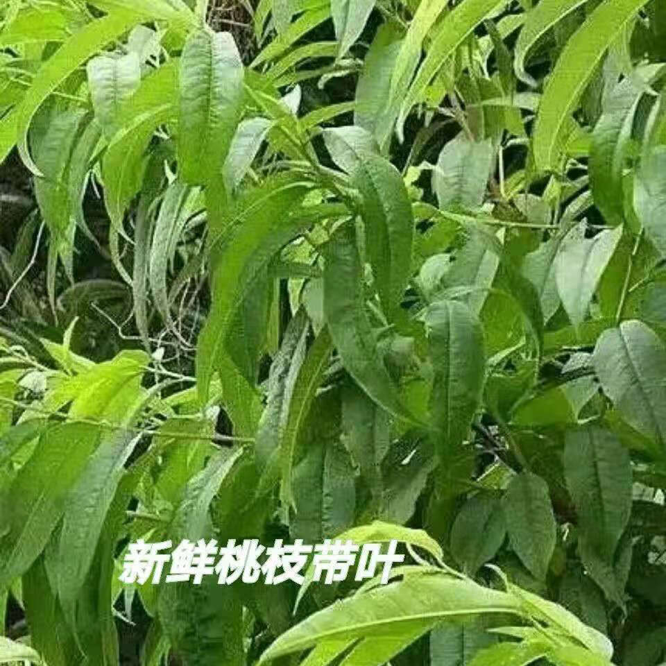 伟博新鲜现剪桃树枝条带桃树叶桃树枝尖鲜桃叶桃木带叶桃树枝条长30cm