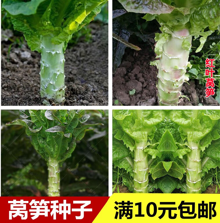 春季蔬菜种孑大全青菜子白菜籽生菜空心菜油麦菜鸡毛菜心透明大芯甜