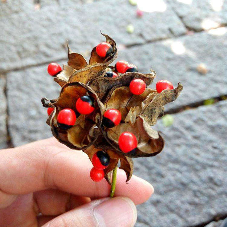 花卉种子鸡母珠树种子海红豆相思豆孔雀豆相思子鄂西种子花木种子不能