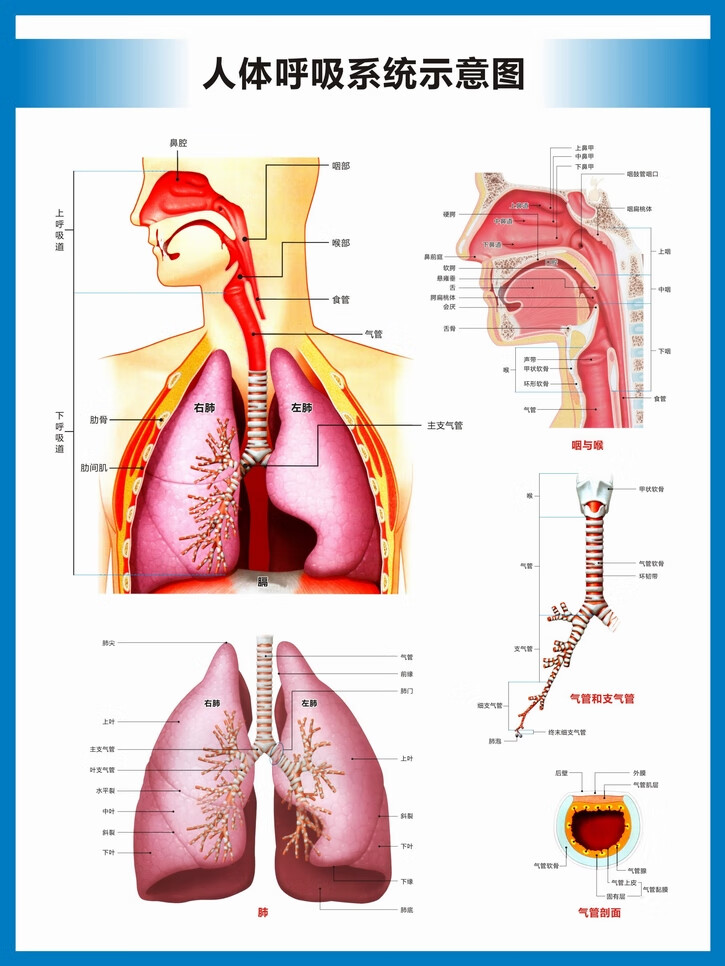 人体系统结构图器官解剖图运动循环消化呼吸生殖泌尿神经系统挂图人体