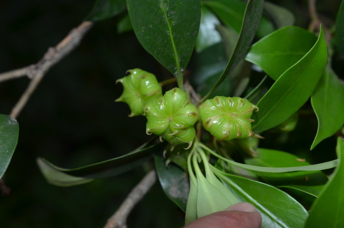 野生果树八角树苗八角大茴香大料树树苗庭院阳台盆栽盆景 一年苗5棵