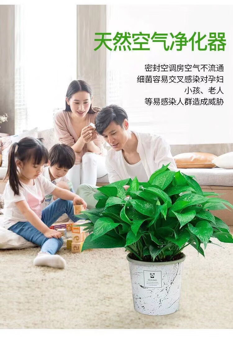 花农氏绿萝盆栽室内好养吸除甲醛净化空气水培植物绿植花卉盆栽绿箩 120绿加仑自吸水4盆
