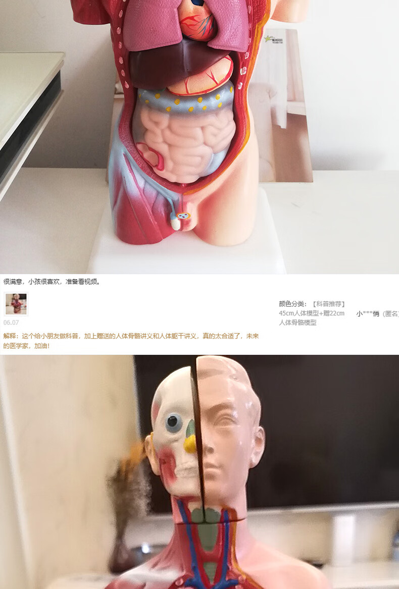 可拆卸解剖身体内脏器官身体骨骼架结构玩具45cm人体模型45cm骨骼模型