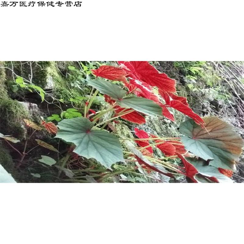 花初醒贵州地产一口血新鲜现挖一滴血一点血500g嘉万滋补品
