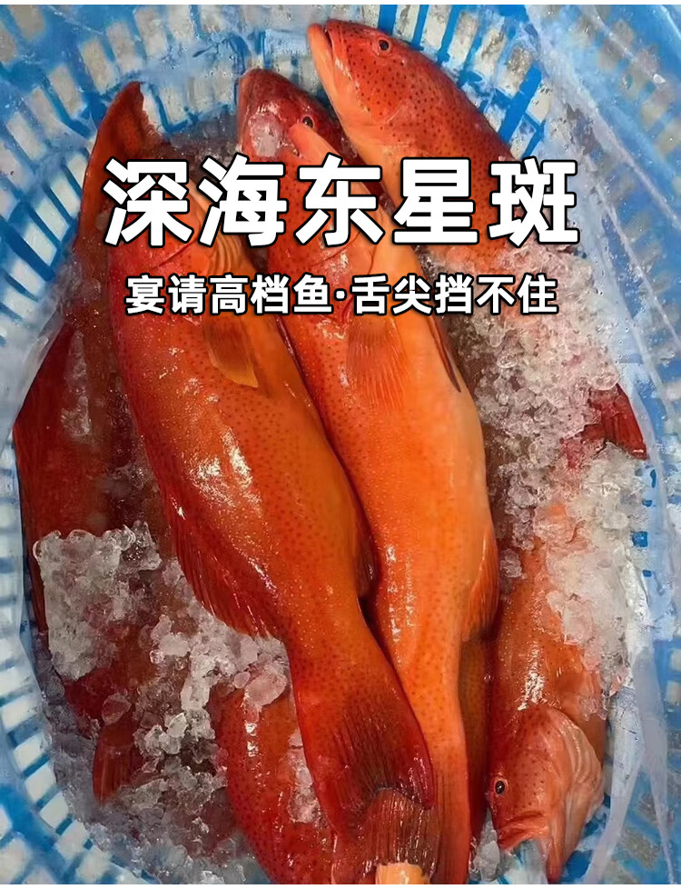 冷冻红鱼海鲜水产红星斑活鱼珍珠斑鱼大【图片 价格 品牌 报价-京东