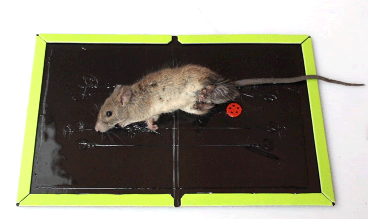 老鼠贴粘鼠板8张装老鼠夹黏鼠板耗子胶8张装