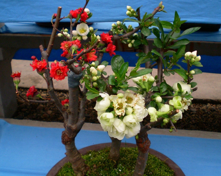 海棠花苗树苗盆栽室内绿植花卉树桩垂丝海棠四季开花盆景玫瑰牡丹 12