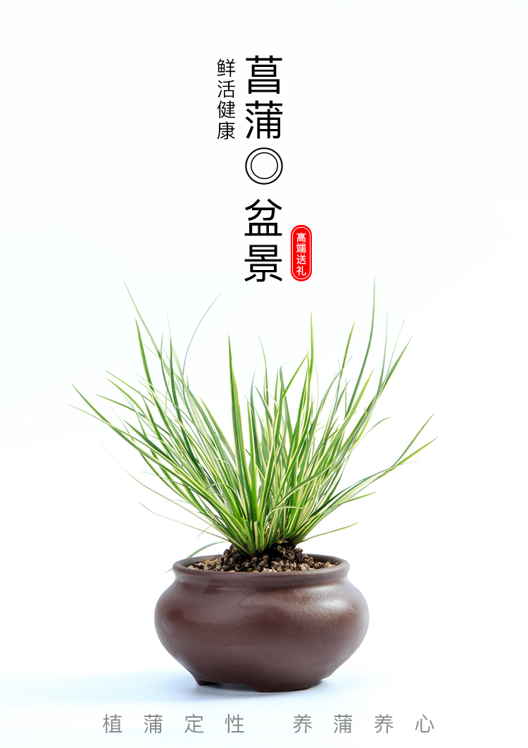 楚云金钱菖蒲盆景植物室内随手香盆栽菖蒲草昌蒲小盆景四季常青水培